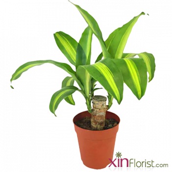 draceana-massangeana-900