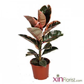 ficus-elastica---pink-900