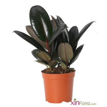 ficus_elastica_-_black